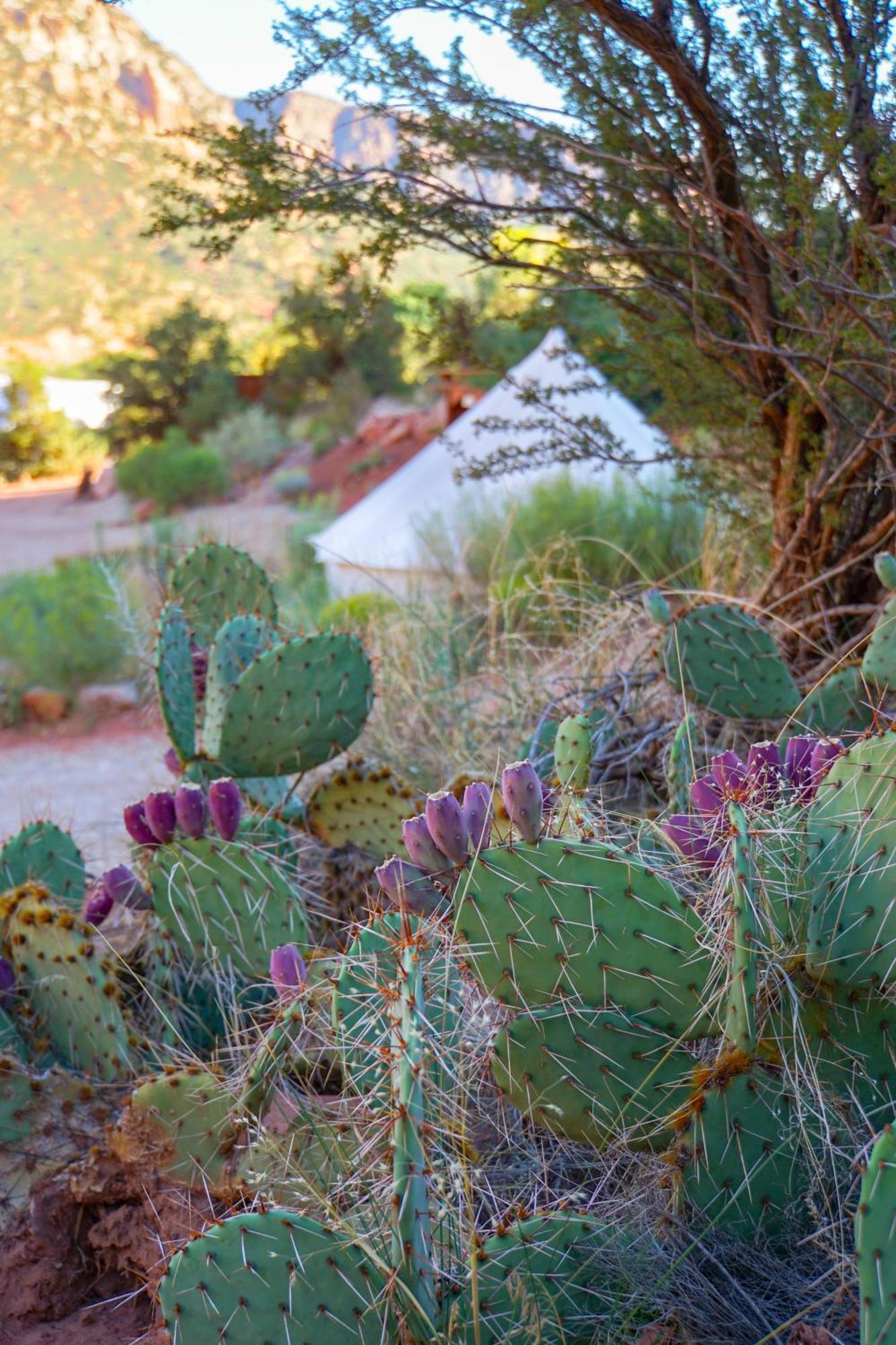 Zion Glamping Adventures Hotel Hildale Kültér fotó